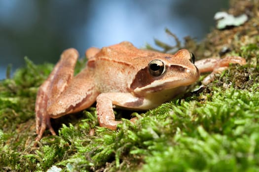 Rana Temporaria - Brown Frog on Green Moss