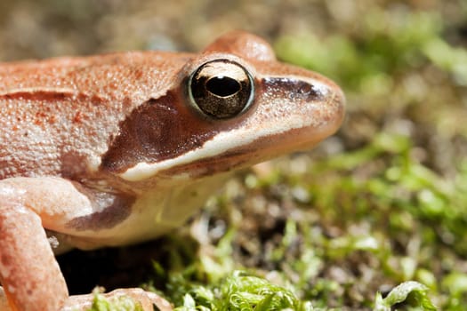 Rana Temporaria - Brown Frog on Green Moss