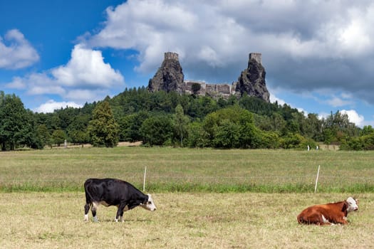 Czech Republic - stronghold Trosky in Cesky raj (Czech paradise) with cows