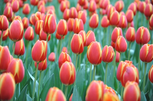 Tulip field