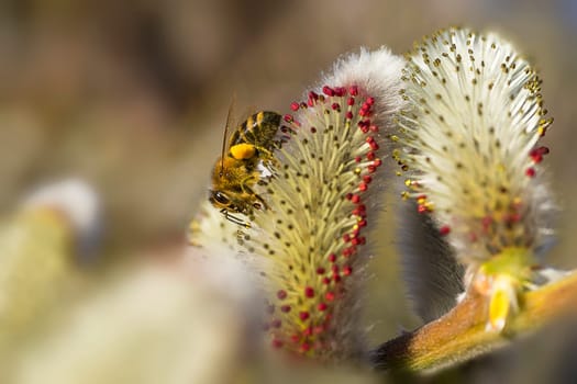 Bees on Salweide