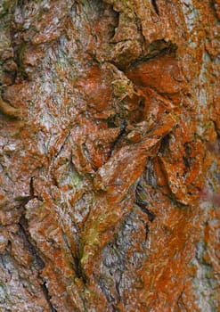 Tree bark - era