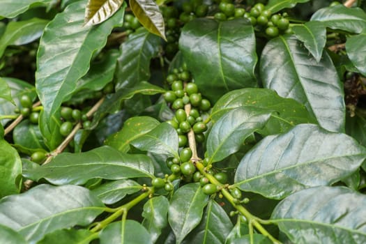 Ripened berries of Arabica coffee. Arabica coffee beans ripen on a tree. Green coffee beans in a coffee farm in Bali, Indonesia. Fresh coffee beans ripening on the branches of a bush with green leaves