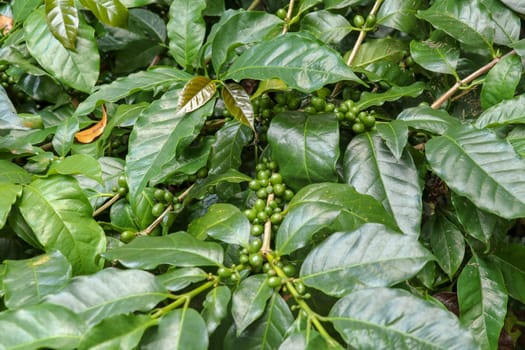 Ripened berries of Arabica coffee. Arabica coffee beans ripen on a tree. Green coffee beans in a coffee farm in Bali, Indonesia. Fresh coffee beans ripening on the branches of a bush with green leaves