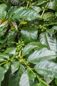 Ripened berries of Arabica coffee. Arabica coffee beans ripen on a tree. Green coffee beans in a coffee farm in Bali, Indonesia. Fresh coffee beans ripening on the branches of a bush with green leaves