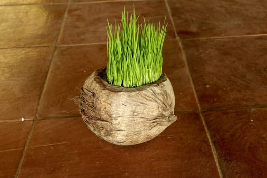 Planting Sprout in Earth Day. Bunch of young rice plants in natural pot made of old dry coconut. A new beginning life in the form of rice seedlings. Flower pot on background with brown ceramic tiles.