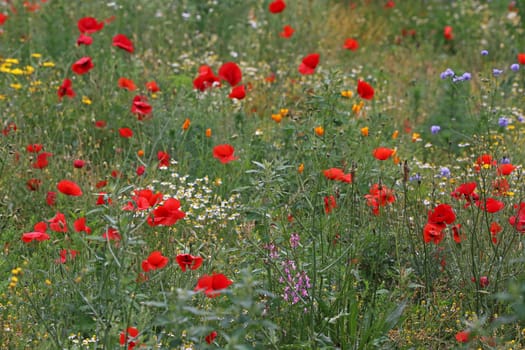 Poppies and golden poppies on a colourful flower meadow