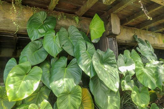 Tropical Anthurium plant growing wild in the garden. Green plant in the garden. Fresh green leaf background. Lush vegetation in mountains. Background with bottom of the terrace made of wooden beams.