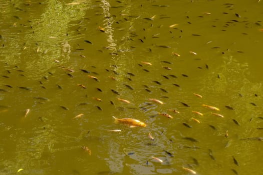 Different colors of Koi carp swim just below the surface. Water reservoir in Hindu temple Batukaru on Bali island. Fancy carp or Koi fish swimming in pond. Aquatic with ornamental garden.