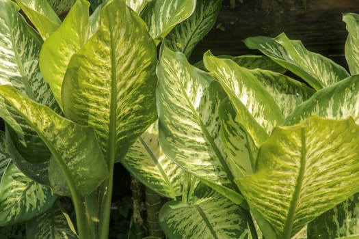 Tropical plant Dieffenbachia growing wild in the garden. Green plant in the garden. Fresh Green and White Leaf Background. Lush vegetation in the mountains on Bali island.