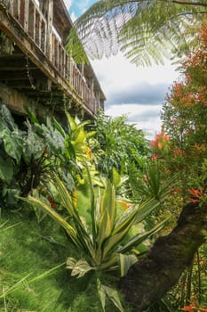 Tropical garden on a hillside with various plants, Anthurium, Furcraea Foetida. Green plant in the garden. Fresh green leaf background. Background with the bottom of the terrace made of wooden beams.