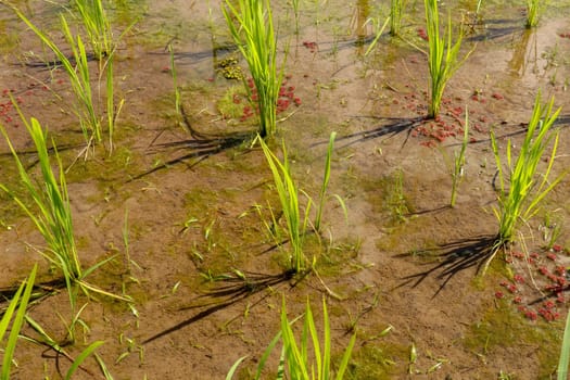 Close up of young rice seedlings planted in wet soil. Rice field flooded with water. Green rice fields on Bali island. Rice terraces of Jatiluwih, Bali, Indonesia - one of the UNESCO world heritage sites.