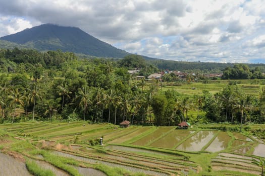 Field with young rice seedlings drenched with water. Green rice fields on Bali island, near Ubud, Asia. Rice terraces of Jatiluwih, Bali, Indonesia - one of the UNESCO world heritage sites.