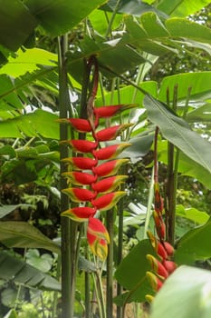Close up of Heliconia rostrata flowers in yellow and red color hanging own from the plant in jungle in Bali. Lobster Claw Heliconia. Toucan Beak with red flowers with green tip.