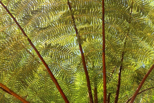 Crown of tropical tree Cyathea Arborea. Close up of branches of West Indian treefern. The surface of the Helecho Gigante strain is hard with a soft, white core Vernacular Spanish or Palo Camarón.