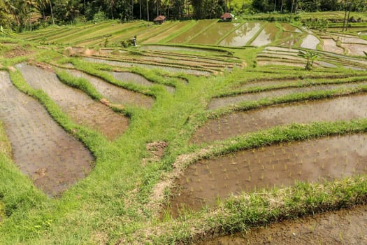 Field with young rice seedlings drenched with water. Green rice fields on Bali island, near Ubud, Asia. Rice terraces of Jatiluwih, Bali, Indonesia - one of the UNESCO world heritage sites.