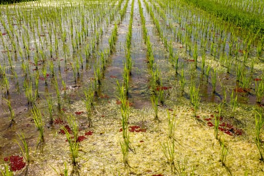 Field with young rice seedlings drenched with water. Green rice fields on Bali island, near Ubud, Asia. Rice terraces of Jatiluwih, Bali, Indonesia - one of the UNESCO world heritage sites.