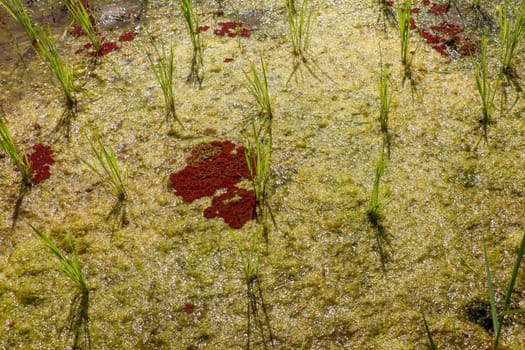 Close up of young rice seedlings planted in wet soil. Rice field flooded with water. Green rice fields on Bali island. Rice terraces of Jatiluwih, Bali, Indonesia - one of the UNESCO world heritage sites.