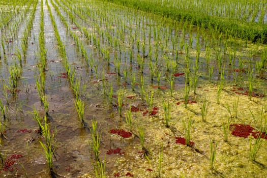 Close up of young rice seedlings planted in wet soil. Rice field flooded with water. Green rice fields on Bali island. Rice terraces of Jatiluwih, Bali, Indonesia - one of the UNESCO world heritage sites.