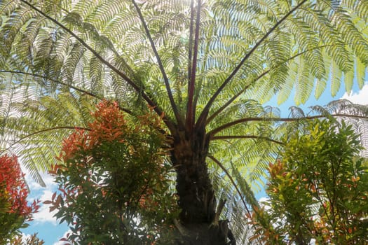 The midday sun shines through the crown of the tropical tree Cyathea Arborea. Sun rays pass through the branches of West Indian treefern, Vernacular Spanish, Helecho Gigante or Palo Camarón.