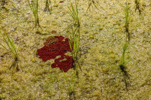Close up of young rice seedlings planted in wet soil. Rice field flooded with water. Green rice fields on Bali island. Rice terraces of Jatiluwih, Bali, Indonesia - one of the UNESCO world heritage sites.