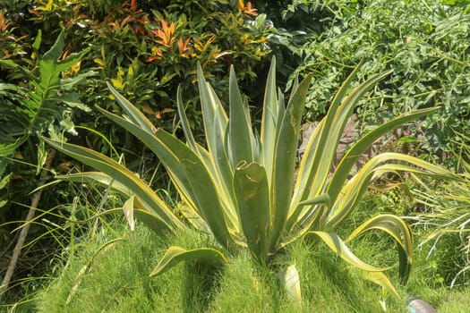 Natural texture of Agave americana or American aloe. Agave americana, sentry plant, maguey, or American aloe, is a species of flowering plant in the family Agavaceae. Century plant - succulent plant.