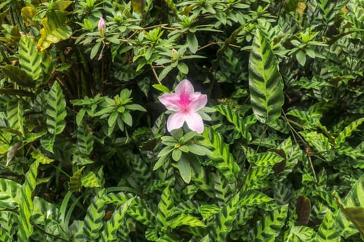 Close up shot of pink Rhododendron Simsii flower blossom in Bali, Indonesia. Spring flowers series, pink Azalea flowers. Blossoming plant of Rhododendron simsii. Natural background.