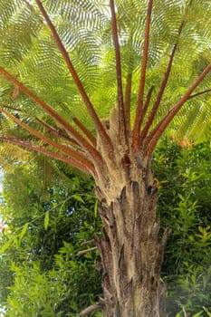 Crown of tropical tree Cyathea Arborea. Close up of branches of West Indian treefern. The surface of the Helecho Gigante strain is hard with a soft, white core Vernacular Spanish or Palo Camarón.