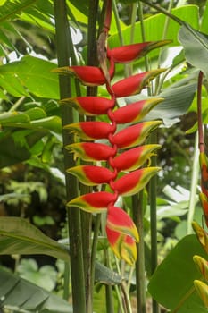 Musaceae Heliconia plant in a tropical garden, known as heliconia rostrata, lobster claw and parrot peak, red yellow flower with long stem in the Bali Islands, close up vertical view.