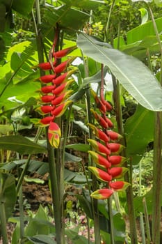 Close up of Heliconia rostrata flowers in yellow and red color hanging own from the plant in jungle in Bali. Lobster Claw Heliconia. Toucan Beak with red flowers with green tip.
