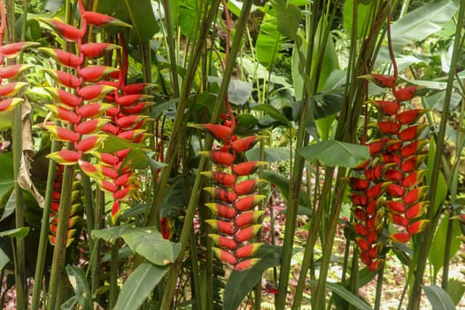 Bunches with red flowers with green tip, from the Heliconia Rostrata plant. Bright Heliconia Rostrata or Lobster Claw flower hanging in Bali Island. Toucan Beak free in the nature growing flowers.