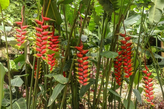 Bunches with red flowers with green tip, from the Heliconia Rostrata plant. Bright Heliconia Rostrata or Lobster Claw flower hanging in Bali Island. Toucan Beak free in the nature growing flowers.