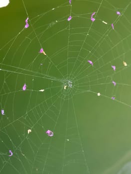 Spider Web with petals of purple flowers against green. beautifully woven, intricate, cobweb close up photo