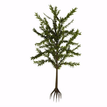 Dicroidium was one of the main components of the supercontinent, Gondwana flora during Triassic. It was a Pteridosperm, one of those plants commonly known as seed ferns (although it was not a fern).