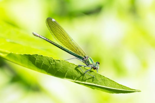 The dragonfly damselfly insect is on green leaf on green background in nature.