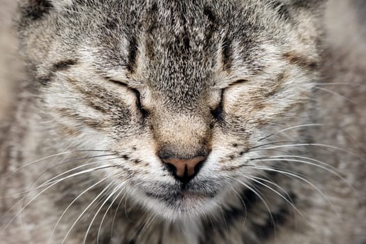 Front view close-up photo of sleeping tabby cat.