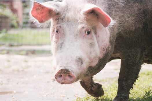 Animal portrait of dirty big domestic pig outdoors, pig breeding concept.