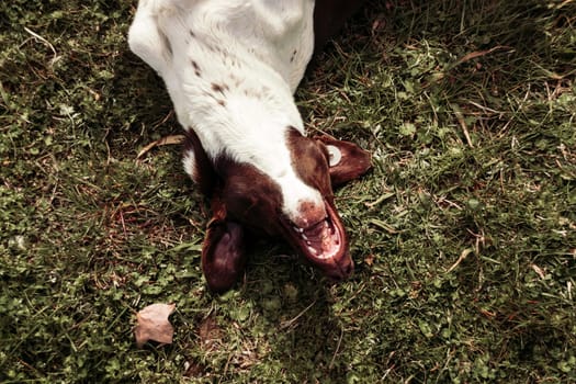 Homeless dog having fun on the grass