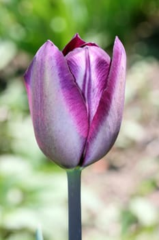 a Close up of a purple flowering tulip