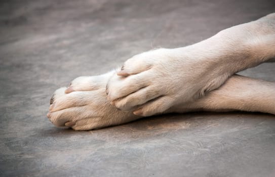Central Asian Shepherd Dog. Alabai paws