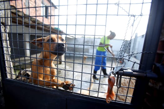 salvador, bahia / brazil - july 18, 2018: Dogs are seen next to the grid of the shelter Sao Francisco de Assis, in the neighborhood of Paripe in Salvador.