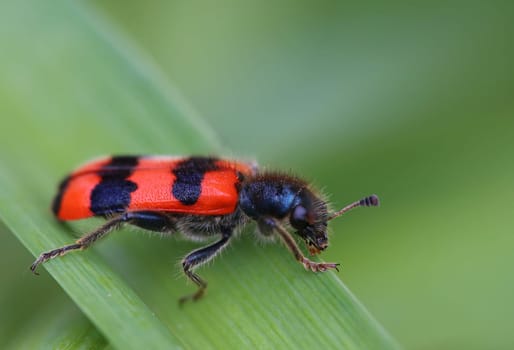 Macro of the bee beetle Trichodes apiarius