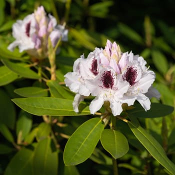 Rhododendron Hybrid Calsap (Rhododendron hybrid), close up of the flower head