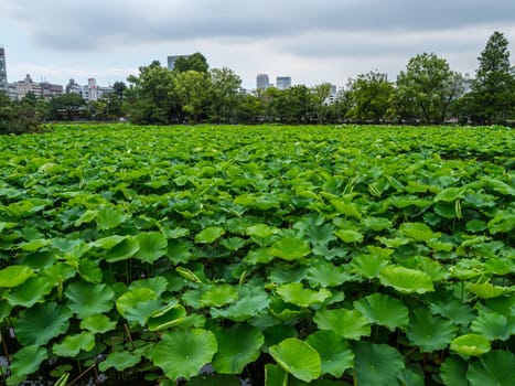 Beautiful lakes covert with green plants at Ueno Park Tokyo