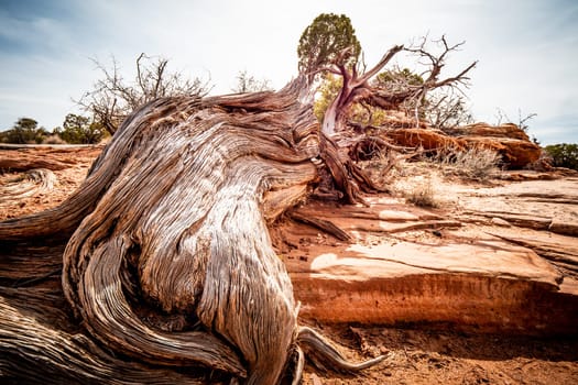 Dry rotten trees in the desert of Utah - travel photography