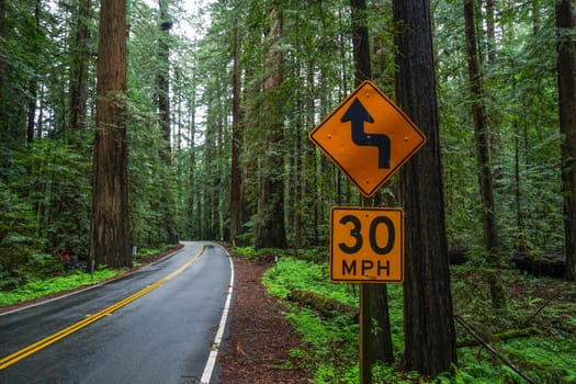 Beautiful street through the Redwood Forest