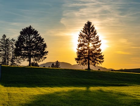 Wonderful fir tree at sunset. High quality photo