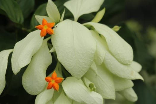 Macro of beautiful yellow Mussaenda flower. White species Mussaenda flower with orange flowers. Mussaenda Don Luz Mag Say Say, Don Tringing, Mussaenda philippinica, Don Queen Sirikit.