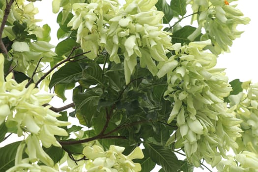 White Mussaenda flower. Beautiful tiny yellow Mussaenda philippinica. White species Mussaenda flower with orange flowers. Mussaenda Don Luz Mag Say Say, Don Tringing, Don Queen Sirikit.