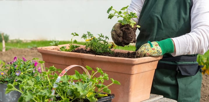 close up of hands of woman potting the flowers